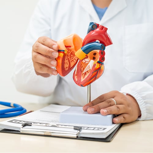 A doctor holding a model of a heart